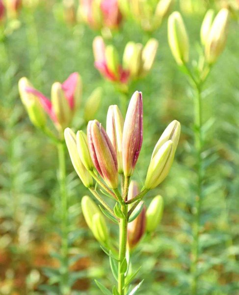 盆栽百合花怎么过冬天