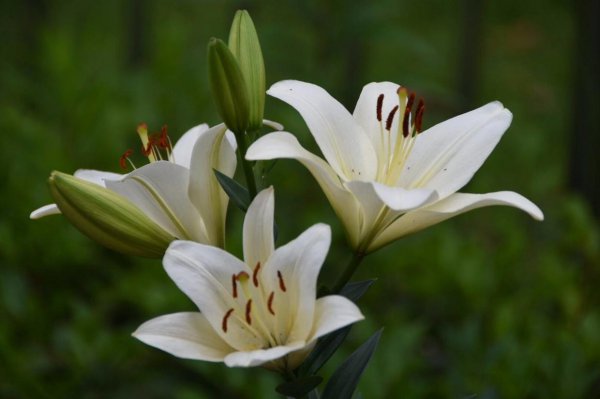 盆栽百合花怎么过冬天