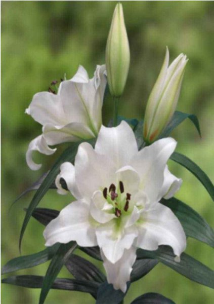 盆栽百合花怎么过冬天