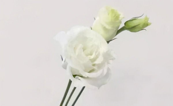 洋桔梗的寓意是什么
