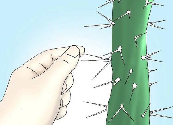 仙人掌刺扎进皮肤里拔不出来怎么办？
