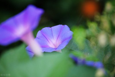 牵牛花的生长过程 昙花一现般的美丽