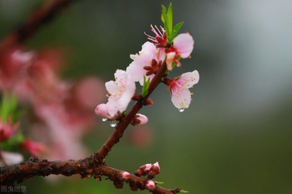 桃花有几种颜色？