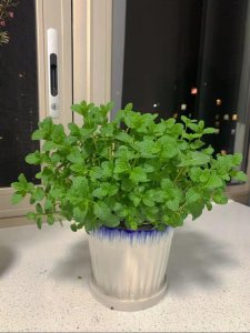 薄荷多久浇一次水？喝水植物果然名不虚传