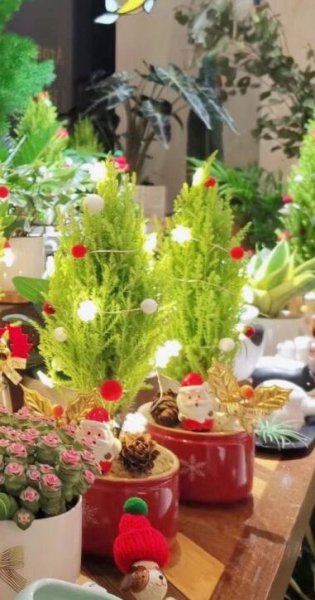 家庭小型盆栽花卉推荐