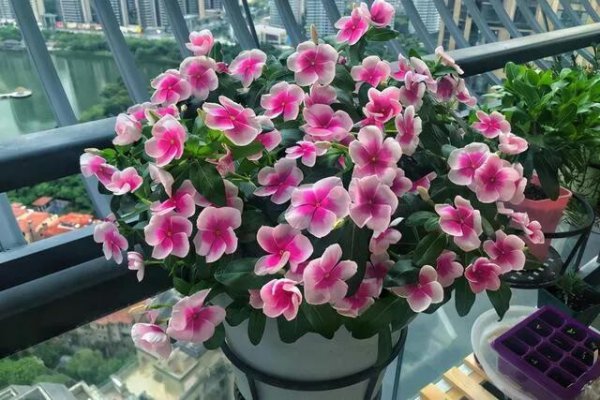 长春花花语象征与寓意