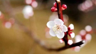 梅花的象征意义和精神 梅花寓意中的美好文化内涵