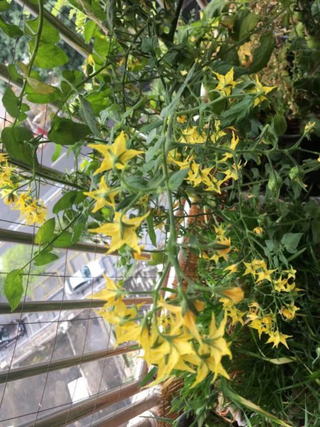 盆栽圣女果的种植方法和管理技术