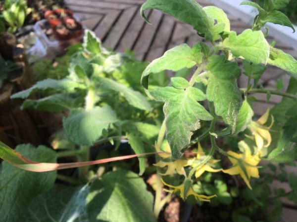 盆栽圣女果的种植方法和管理技术