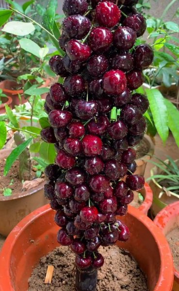 樱桃树种植时间和方法介绍