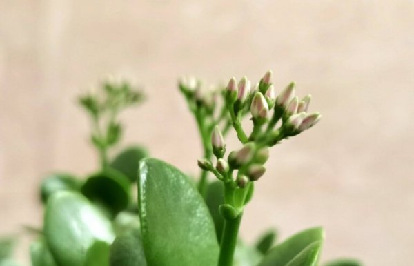 适合室内养的10种花草盆栽