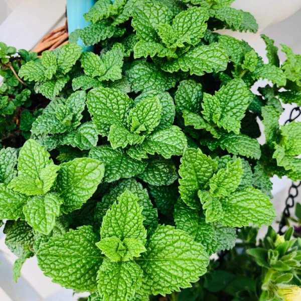 适合室内养的10种花草盆栽