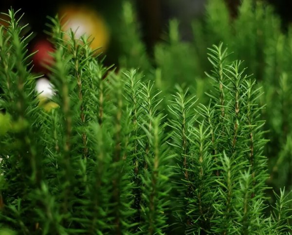 适合室内养的10种花草盆栽