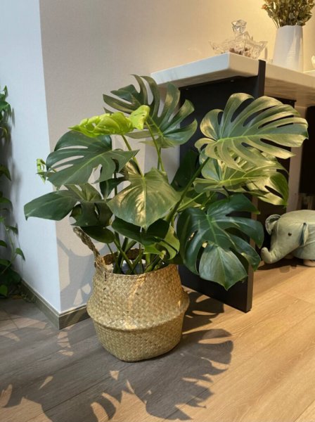 适合室内养的10种花草盆栽