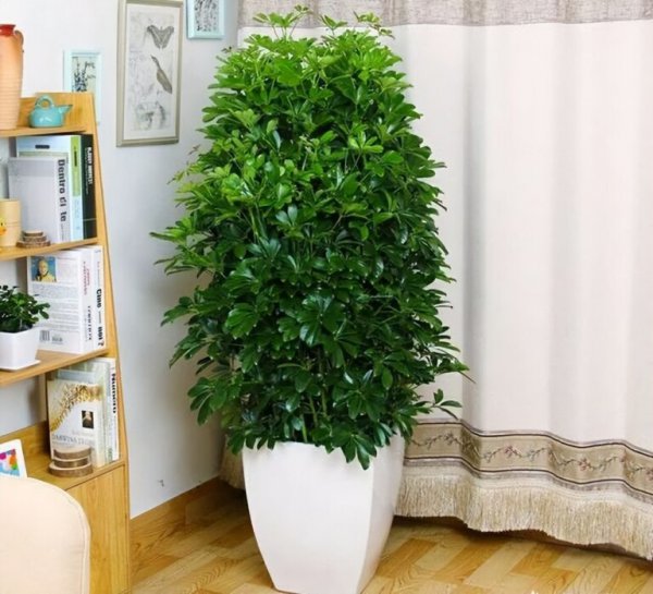适合室内养的10种花草盆栽