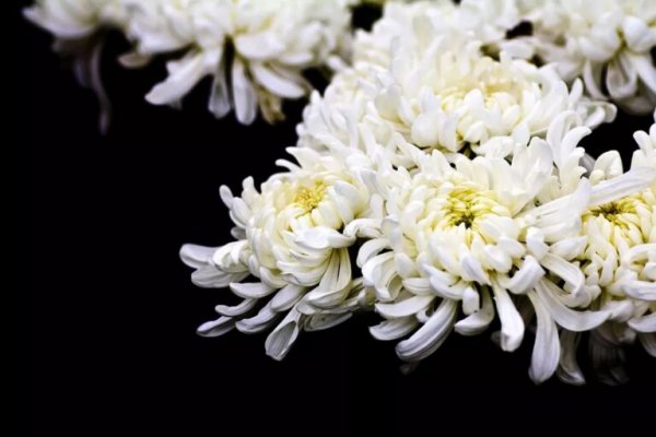 君子兰菊花为什么不能送人