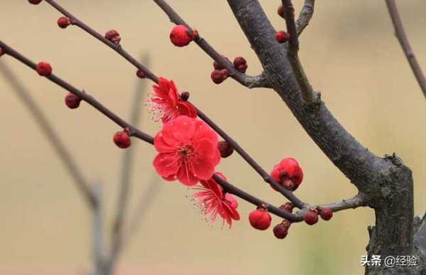 梅花一般在什么季节开放