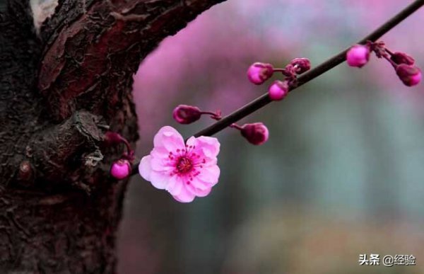 梅花一般在什么季节开放