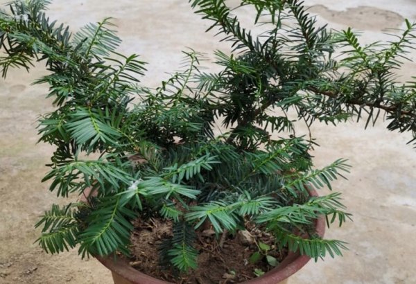 红豆杉盆栽怎么养护