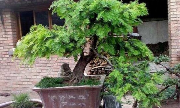 红豆杉盆栽怎么养护