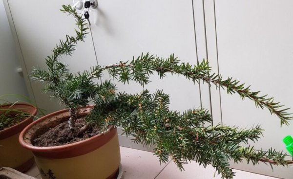 红豆杉盆栽怎么养护