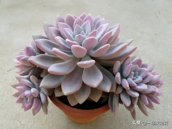 多肉奥普琳娜怎么养护