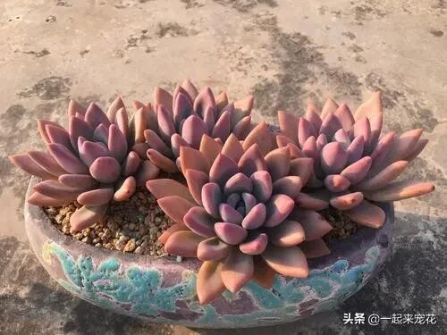 多肉奥普琳娜怎么养护