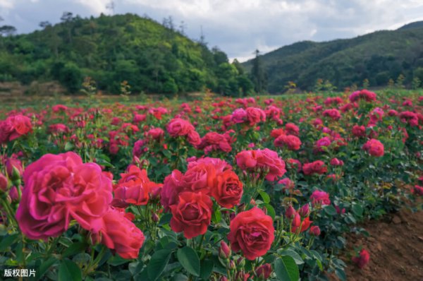 世界各国国花大全及寓意