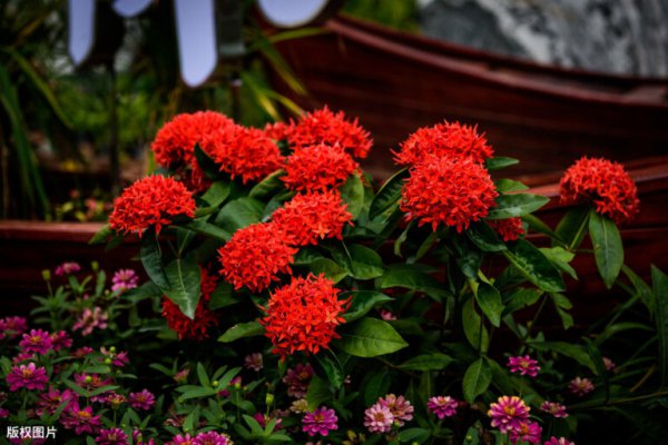 世界各国国花大全及寓意