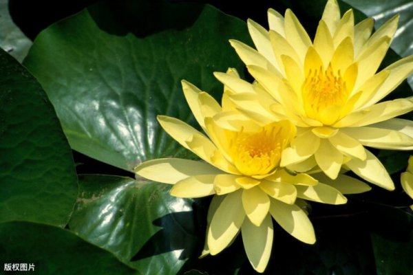 世界各国国花大全及寓意