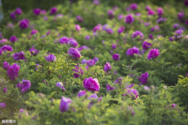世界各国国花大全及寓意