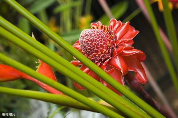 世界各国国花大全及寓意