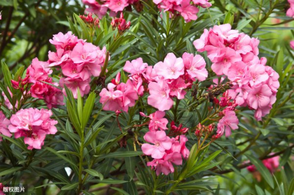 世界各国国花大全及寓意