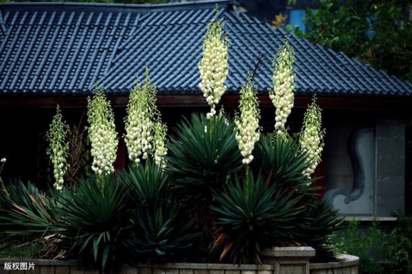 世界各国国花大全及寓意