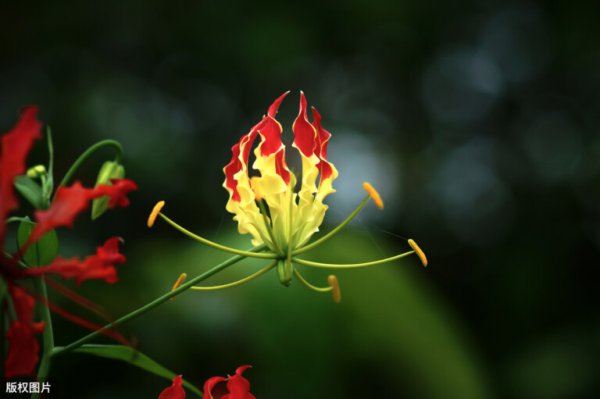 世界各国国花大全及寓意