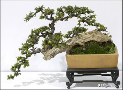 什么盆景被誉为盆景之王 中国十大盆景树种排名