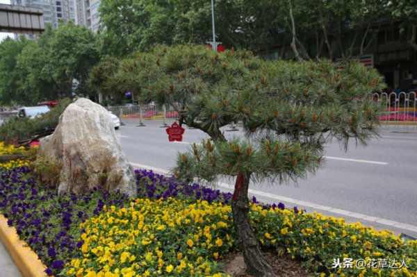 什么盆景被誉为盆景之王
