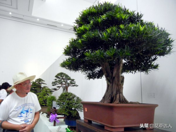 什么盆景被誉为盆景之王