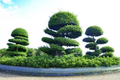 榕树盆景怎么养才能养好 榕树的养殖方法和注意事项