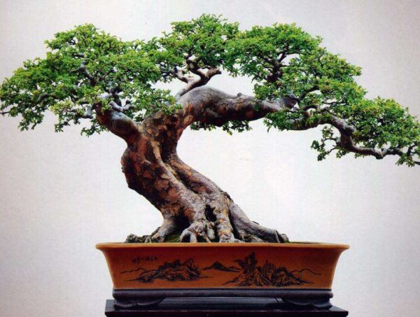 盆景树种有哪些好养