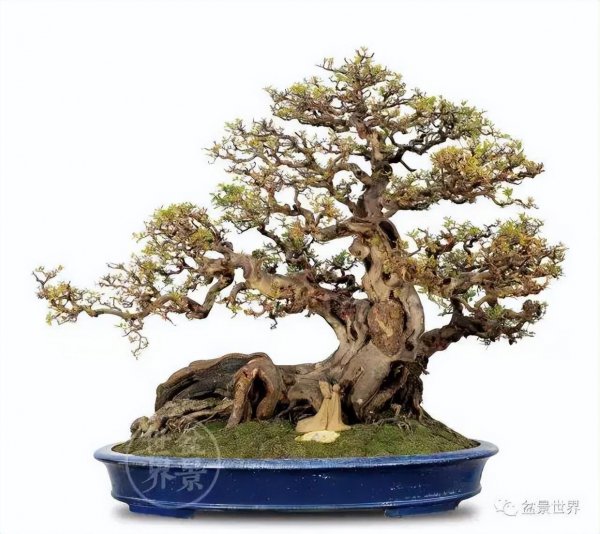盆景树种有哪些好养