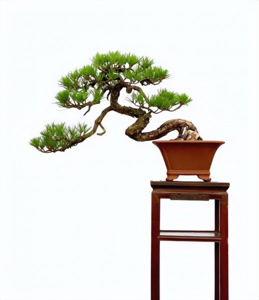 盆景树种有哪些好养