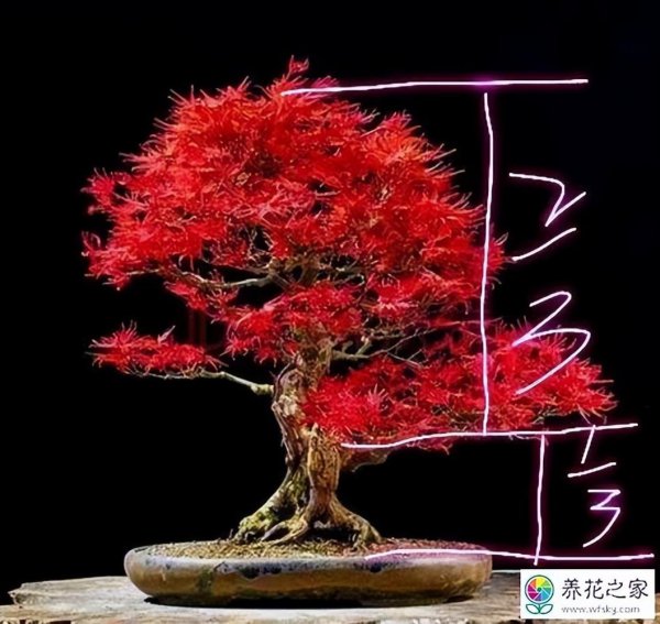 盆景树种有哪些好养