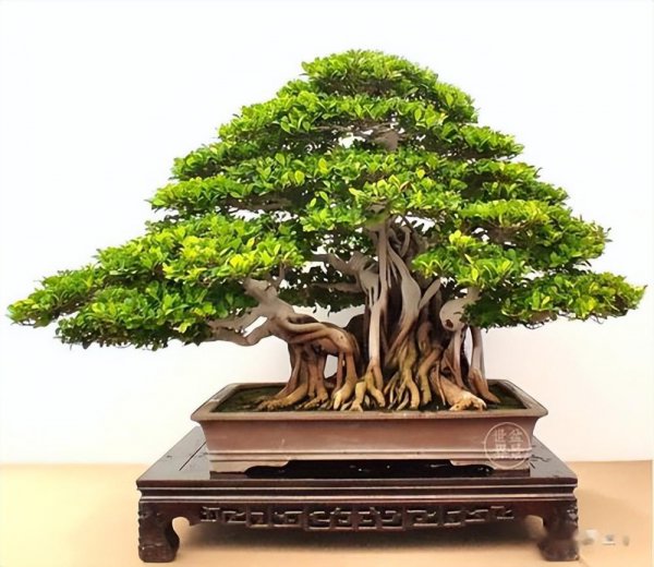 盆景树种有哪些好养