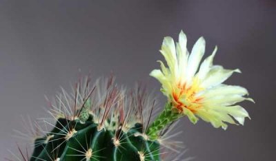 仙人球花的花语是什么 仙人掌的象征意义