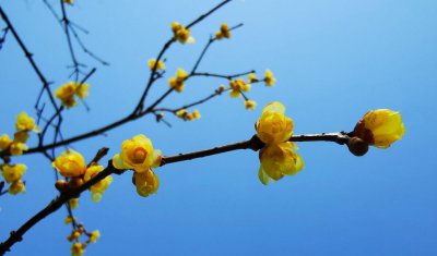 腊梅花花语是什么 腊梅花寓意和象征