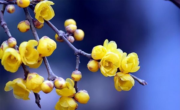 腊梅花花语是什么