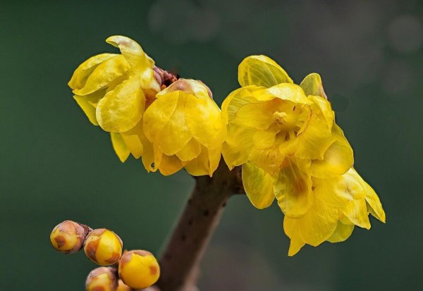 腊梅花花语是什么