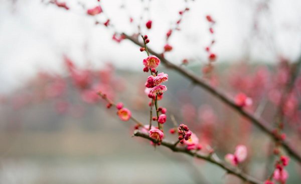 腊梅花花语是什么