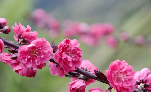 腊梅花花语是什么
